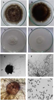 Acrophialophora jodhpurensis: an endophytic plant growth promoting fungus with biocontrol effect against Alternaria alternata